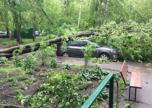 Ураганный ветер в Москве повалил 16 деревьев и повредил 5 авто