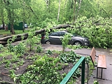 Ураганный ветер в Москве повалил 16 деревьев и повредил 5 авто