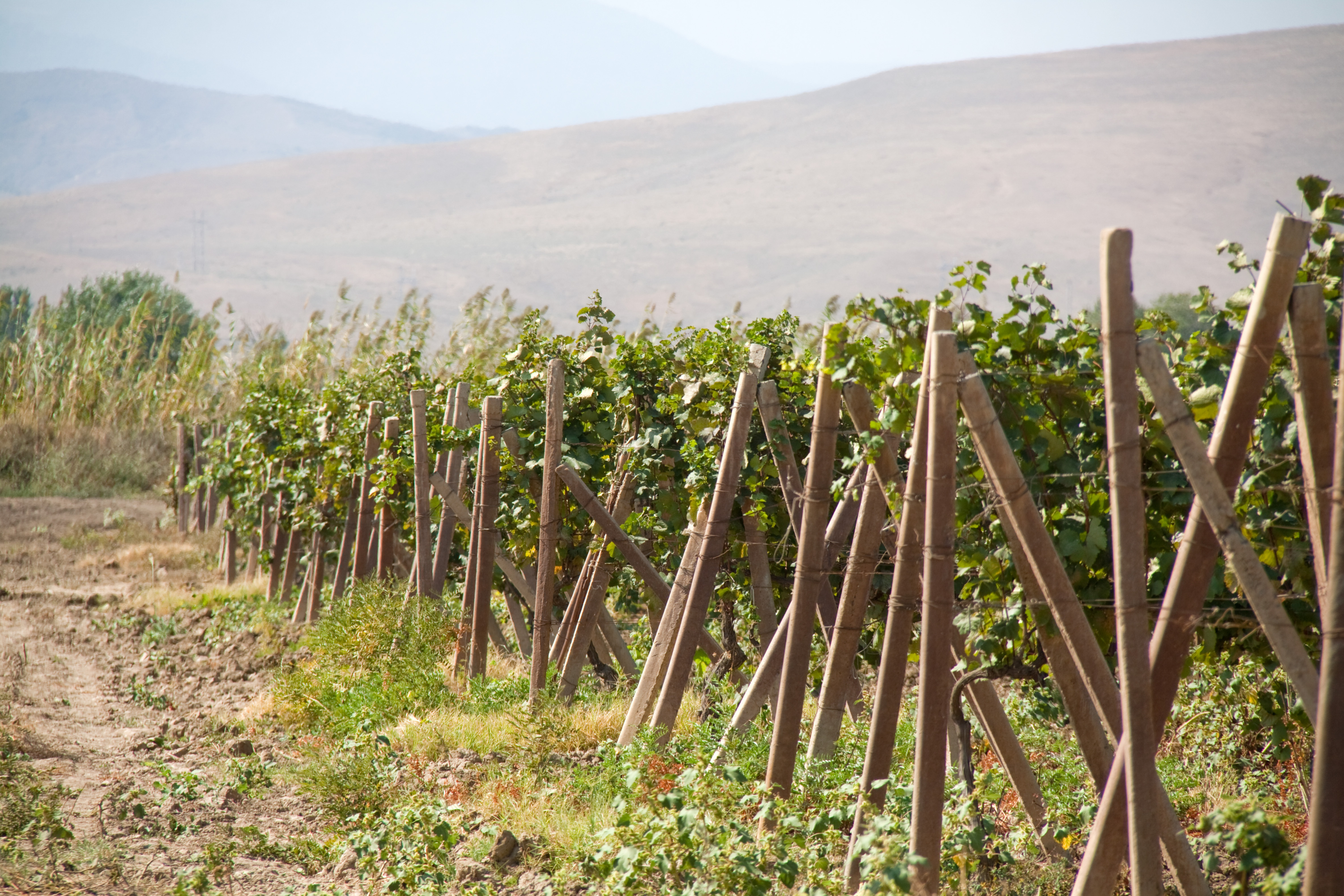 В Дербентском районе Дагестана заложат 640 га виноградников для коньячного завода