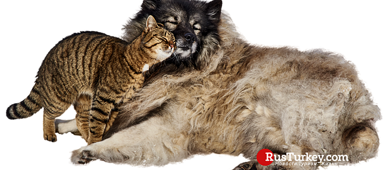 Что нужно знать туристам об уличных животных в Турции