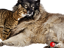 Что нужно знать туристам об уличных животных в Турции