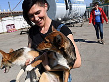 Первый волонтерский кинологический отряд появится в Кузбассе