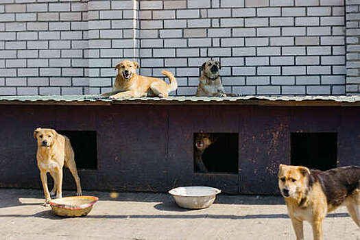 В российских регионах заметили массовое исчезновение бездомных собак