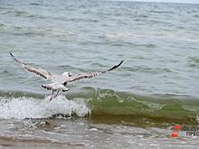 Фекалии заполонили акваторию пляжа на Второй речке во Владивостоке