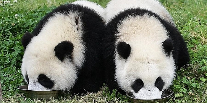 В провинции Сычуань удалось сфотографировать панду-альбиноса