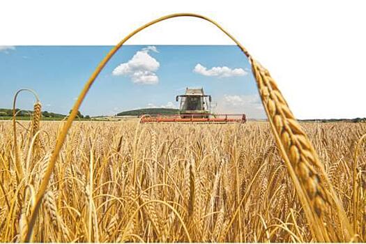 Нахлебники - От экспорта российского зерна выигрывают перекупщики