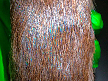 Млекопитающих с радужным мехом оказалось больше, чем считалось