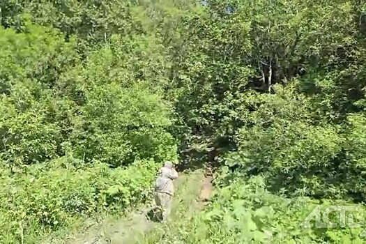 Медведь напал на двух человек на Сахалине