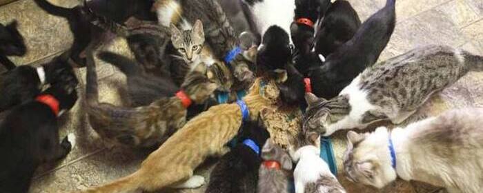 Жители Брянска просят помочь 22 кошкам и двум собакам, осиротевшим из-за смерти хозяина