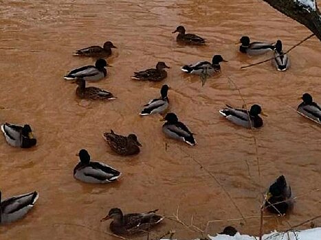 Экологи взяли пробы воды из реки Сетуни из-за ее нехарактерного цвета