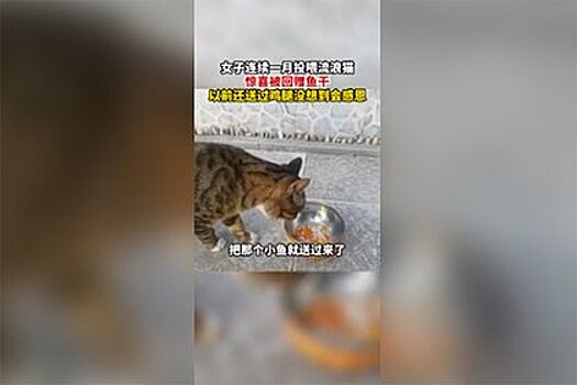 Бездомный котенок подарил женщине и ее сестре рыбу и куриную ножку