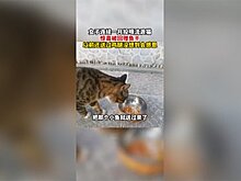 Бездомный котенок подарил женщине и ее сестре рыбу и куриную ножку