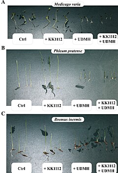 Биологический тандем: бактерии и растения помогут обезвредить токсичное ракетное топливо в почве