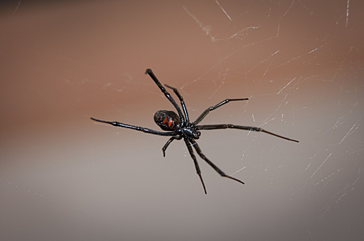Житель Омска перепугал соседей ядовитыми пауками