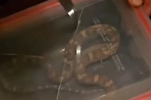 Змея заползла в квартиру в московской многоэтажке