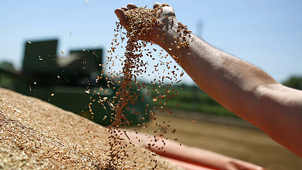 Озимые зерновые культуры начали сеять в Подмосковье