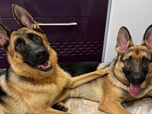 Овчарки Киара и Рагнар нашли пакет с котятами в Новосибирске