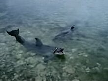 Владелица дельфинов рассказала о директоре севастопольского дельфинария