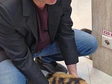 Кошка из Глушково стала новой звездой театра Куклачева