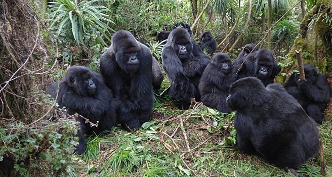 Количество близких «друзей» у горилл оказалось ограниченным