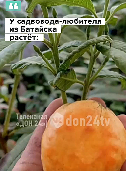 Батайчанин вырастил дома какао, личи и карамболу
