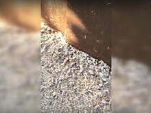 В Краснодарском крае нашествие гусениц