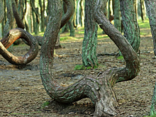 Нацпарк «Куршская коса» ограничил доступ посетителей