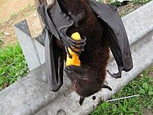 Летучие мыши опять стали смертельной угрозой: Азия встревожена вирусом Нипах