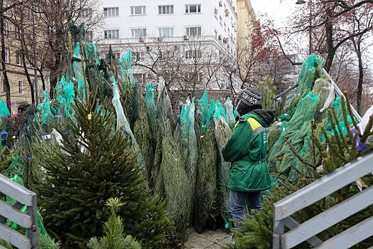 Россиян предупредили об опасности выброшенных на свалку новогодних елок