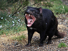 Молоко тасманского дьявола может вылечить людей от стафилококка