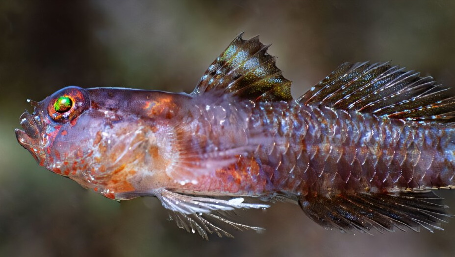 Новый вид бычков назвали в честь Дарта Вейдера