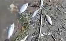 В гибели астраханской рыбы не виновата мошка в Волгограде