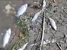 В гибели астраханской рыбы не виновата мошка в Волгограде