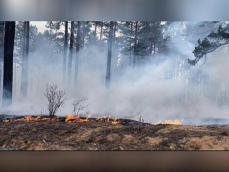 Около пяти тысяч волонтеров тушили лесные пожары в регионе