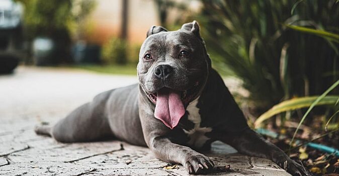 5 пород собак запрещенных в Австралии