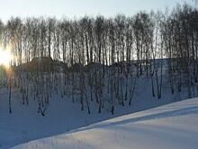 Правда ли, что люди, отправляясь за черемшой в лес, часто теряются?