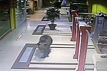 В торговый центр Хабаровска вломился медведь
