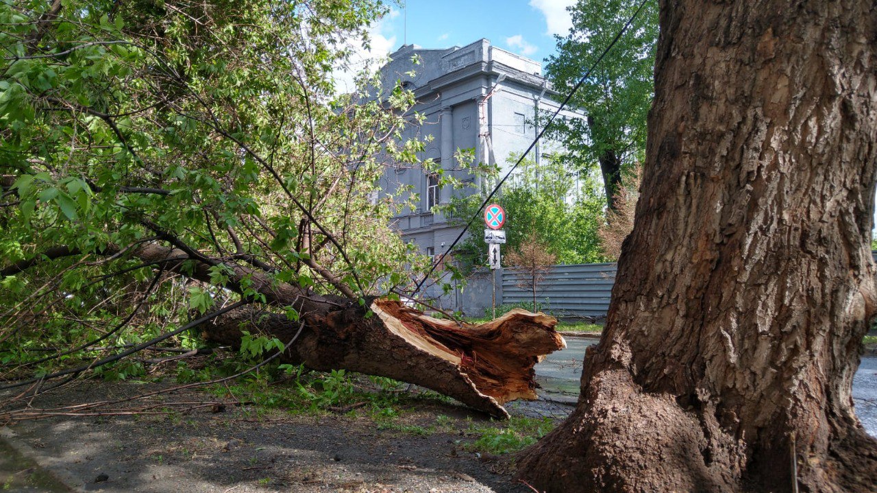 Сильный ветер повалил 15 деревьев в Новосибирске