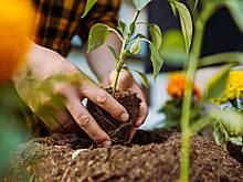 В Госдуме представили календарь садовода на 2026 год