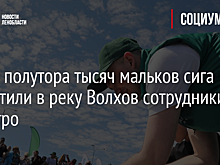 Более полутора тысяч мальков сига выпустили в реку Волхов сотрудники ФосАгро