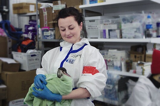 В Московском зоопарке дали рекомендации по возвращению в природу спасенных от мазута птиц на Кубани