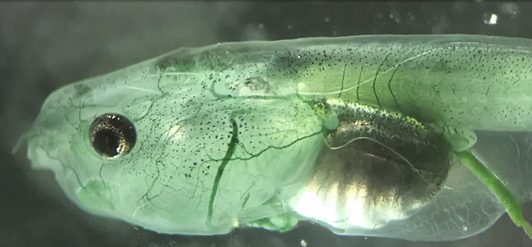 Ученые создали существо, которому не нужно дышать