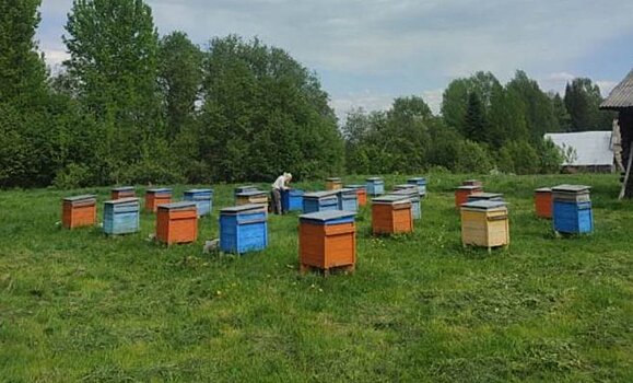 Пчел добродушной породы разводит костромской фермер
