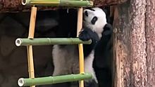 Московский зоопарк показал, как Катюша осваивает лестницу