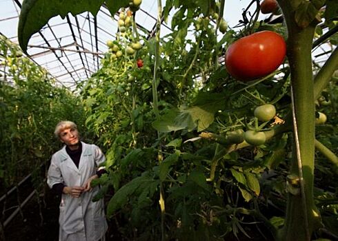 Налоговая просит побыстрее обанкротить крупного в Приморье производителя овощей