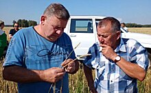 Короткостебельные пшеничные «гонцы» в алтайском хозяйстве не отстают от кубанских показателей