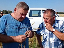 Короткостебельные пшеничные «гонцы» в алтайском хозяйстве не отстают от кубанских показателей