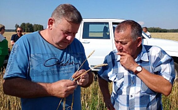 Короткостебельные пшеничные «гонцы» в алтайском хозяйстве не отстают от кубанских показателей