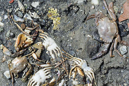 Десятки тысяч крабов и скатов выбросило на берег в Одесской области Украины