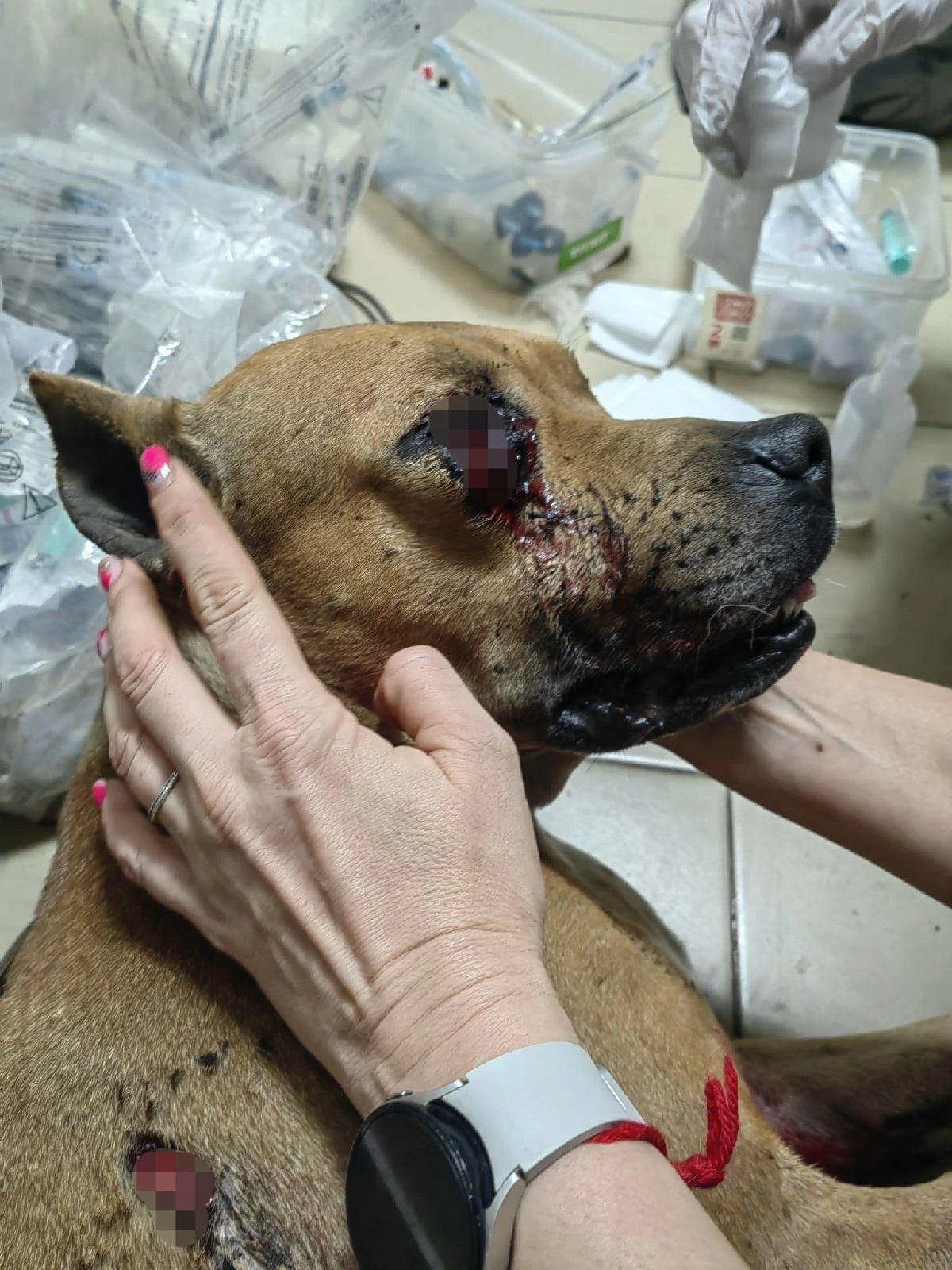 Дыры по всему телу: новокузнецкие волонтеры нашли расстрелянную и избитую граблями собаку